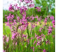 Lincolnshire Pond Plants Lychnis-Flos-Cuculi - 3Ltr Bareroot - Marginal Aquatic Pond Plant