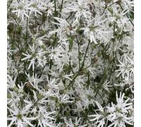 Lincolnshire Pond Plants Lychnis-Flos-Cuculi 'white' - 7Cm Plug - Marginal Aquatic Pond Plant