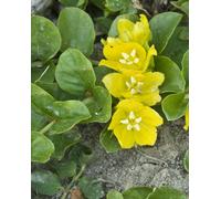 Lincolnshire Pond Plants Lysimachia Nummularia - 7Cm Plug - Marginal Aquatic Pond Plant