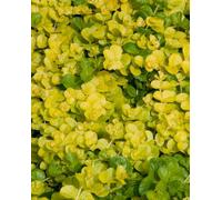 Lincolnshire Pond Plants Lysimachia Nummularia 'aurea' - 3Ltr Bareroot - Marginal Aquatic Pond Plant