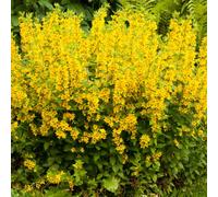 Lincolnshire Pond Plants Lysimachia Punctata 'dotted Loosestrife' - 9Cm Bareroot - Marginal Aquatic Pond Plant