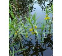 Lincolnshire Pond Plants Lysimachia Thyrsiflora - 1Ltr Bareroot - Marginal Aquatic Pond Plant