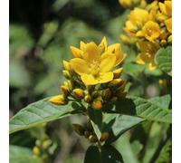 Lincolnshire Pond Plants Lysimachia Vulgaris - 2X Plants And 2X Pots & Compost - Marginal Aquatic Pond Plant