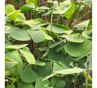 Lincolnshire Pond Plants Marsilea Quadrifolia (Water Shamrock) - 2X Plants And 2X Pots & Compost - Oxygenating Marginal Aquatic Pond Plant