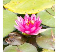 Lincolnshire Pond Plants Masaniello Water Lily - Potted - Marginal Aquatic Pond Plant