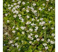 Lincolnshire Pond Plants Mazus Reptans 'albus' - 9Cm Bareroot - Marginal Aquatic Pond Plant