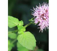 Lincolnshire Pond Plants Mentha Aquatica - 9Cm Bareroot - Marginal Aquatic Pond Plant