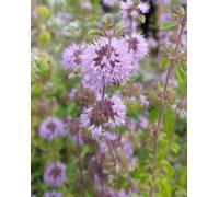 Lincolnshire Pond Plants Mentha Pulegium - 1Ltr Bareroot - Marginal Aquatic Pond Plant