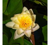 Lincolnshire Pond Plants Moorei Water Lily - Large Kit - Marginal Aquatic Pond Plant
