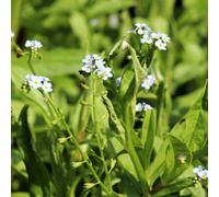 Lincolnshire Pond Plants Myosotis Scorpioides - 9Cm Bareroot - Marginal Aquatic Pond Plant