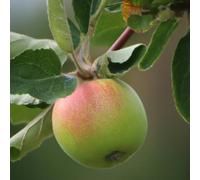 Lincolnshire Pond Plants Newton Wonder Apple (Malus) Tree - 7Ltr Potted