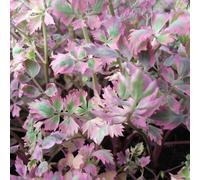 Lincolnshire Pond Plants Oenanthe Javanica 'flamingo' - 1Ltr Bareroot - Marginal Aquatic Pond Plant
