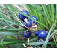 Lincolnshire Pond Plants Ophiopogon Japonicus - 9Cm Bareroot - Marginal Aquatic Pond Plant