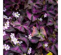 Lincolnshire Pond Plants Oxalis Triangularis - 1Ltr Potted - Marginal Aquatic Pond Plant