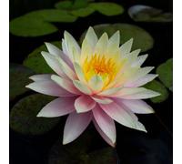 Lincolnshire Pond Plants Peach & Cream Water Lily - Loose Root - Marginal Aquatic Pond Plant
