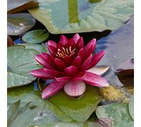 Lincolnshire Pond Plants Perrys Almost Black Water Lily - Loose Root - Marginal Aquatic Pond Plant