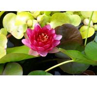 Lincolnshire Pond Plants Perry's Baby Red Water Lily - Large Kit - Marginal Aquatic Pond Plant