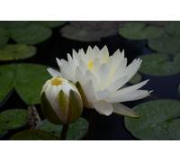 Lincolnshire Pond Plants Perry's Double White Water Lily - Large Kit - Marginal Aquatic Pond Plant