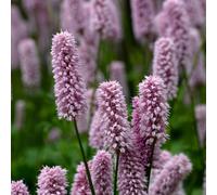 Lincolnshire Pond Plants Persicaria Bistorta 'bistort' - 9Cm Bareroot - Marginal Aquatic Pond Plant