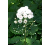 Lincolnshire Pond Plants Petasites Albus - 9Cm Bareroot - Marginal Aquatic Pond Plant