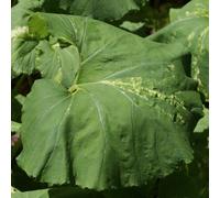 Lincolnshire Pond Plants Petasites Japonicus Variegated - 2X Plants And 2X Pots & Compost - Marginal Aquatic Pond Plant