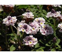 Lincolnshire Pond Plants Phyla Nodiflora 'frog Fruit' - 3X 7Cm Plugs - Marginal Aquatic Pond Plant