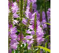 Lincolnshire Pond Plants Physostegia Virginiana - 9Cm Bareroot - Marginal Aquatic Pond Plant