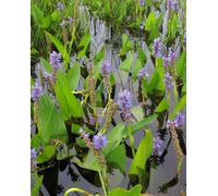 Lincolnshire Pond Plants Pontederia Cordata - 9Cm Bareroot - Marginal Aquatic Pond Plant
