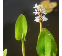 Lincolnshire Pond Plants Pontederia Cordata 'alba' - 1Ltr Bareroot - Marginal Aquatic Pond Plant