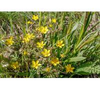 Lincolnshire Pond Plants Potentilla Hippiana - 1Ltr Bareroot - Marginal Aquatic Pond Plant