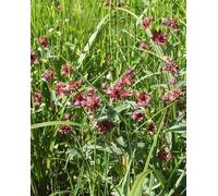 Lincolnshire Pond Plants Potentilla Palustris - 3Ltr Bareroot - Marginal Aquatic Pond Plant