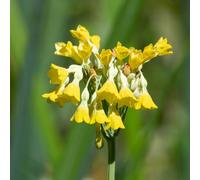 Lincolnshire Pond Plants Primula Florindae 'giant Himalayan Cowslip' - 3Ltr Bareroot - Marginal Aquatic Pond Plant
