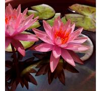 Lincolnshire Pond Plants Princess Elizabeth Water Lily - Loose Root - Marginal Aquatic Pond Plant