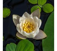 Lincolnshire Pond Plants Pygmaea Alba (Canina) Water Lily - Large Kit - Marginal Aquatic Pond Plant
