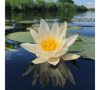 Lincolnshire Pond Plants Pygmaea Helvola Water Lily - Kit - Marginal Aquatic Pond Plant
