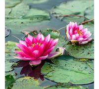 Lincolnshire Pond Plants Pygmaea Rubra Water Lily - Loose Root - Marginal Aquatic Pond Plant