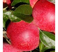 Lincolnshire Pond Plants Queen Of The Realm Apple (Malus) Tree - 7Ltr Potted