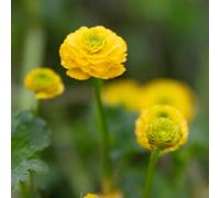 Lincolnshire Pond Plants Ranunculus Acris - 2X Plants And 2X Pots & Compost - Marginal Aquatic Pond Plant