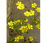 Lincolnshire Pond Plants Ranunculus Flammula - 2X Plants And 2X Pots & Compost - Marginal Aquatic Pond Plant