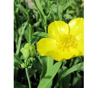 Lincolnshire Pond Plants Ranunculus Lingua - 2X Plants And 2X Pots & Compost - Marginal Aquatic Pond Plant