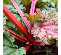 Lincolnshire Pond Plants Raspberry Red Rhubarb (Rheum) Plant - 3Ltr Potted