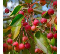 Lincolnshire Pond Plants Red Sentinel Crab Apple (Malus) Tree - 12Ltr Potted