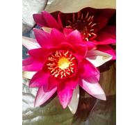 Lincolnshire Pond Plants Red Spider Water Lily - Potted - Marginal Aquatic Pond Plant