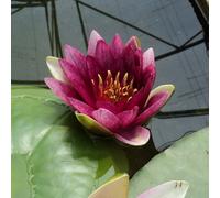 Lincolnshire Pond Plants Rembrandt Water Lily - Potted - Marginal Aquatic Pond Plant