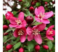 Lincolnshire Pond Plants Royalty Maiden Crab Apple (Malus) Tree - 7Ltr Potted
