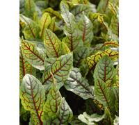 Lincolnshire Pond Plants Rumex Sanguineus - 2X Plants And 2X Pots & Compost - Marginal Aquatic Pond Plant