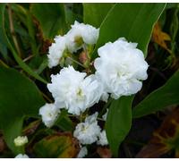 Lincolnshire Pond Plants Sagittaria Japonica 'flora Plena' - 9Cm Bareroot - Marginal Aquatic Pond Plant