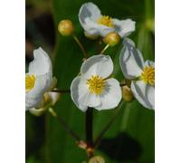Lincolnshire Pond Plants Sagittaria Latifolia - 2X Plants And 2X Pots & Compost - Marginal Aquatic Pond Plant