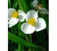Lincolnshire Pond Plants Sagittaria Platyphylla - 2X Plants And 2X Pots & Compost - Marginal Aquatic Pond Plant
