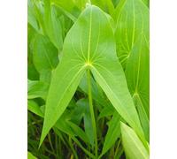 Lincolnshire Pond Plants Sagittaria Sagittifolia - 2X Plants And 2X Pots & Compost - Marginal Aquatic Pond Plant
